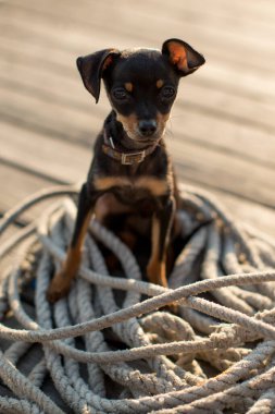 Minyatür köpek Pinscher köpek yavrusu ahşap arka planda.