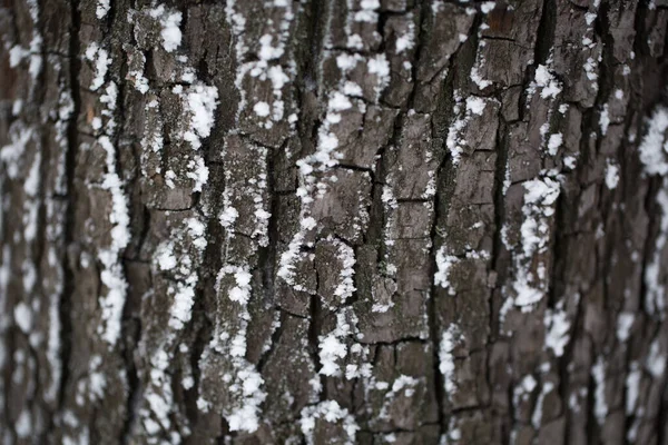Barken på trädet i snön. — Stockfoto