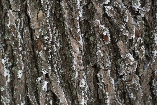 Die Rinde des Baumes im Schnee. — Stockfoto