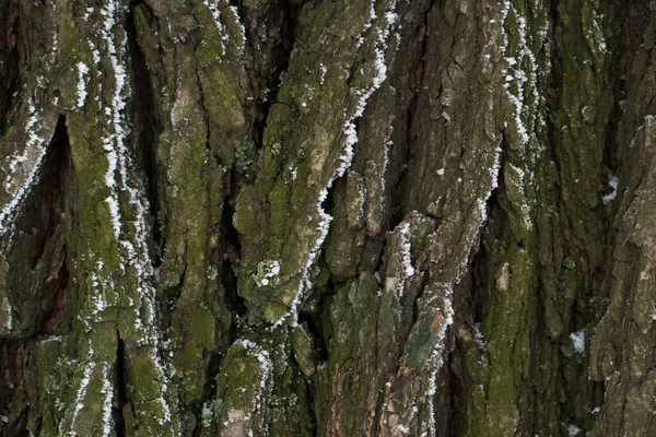 De schors van de boom in de sneeuw. — Stockfoto