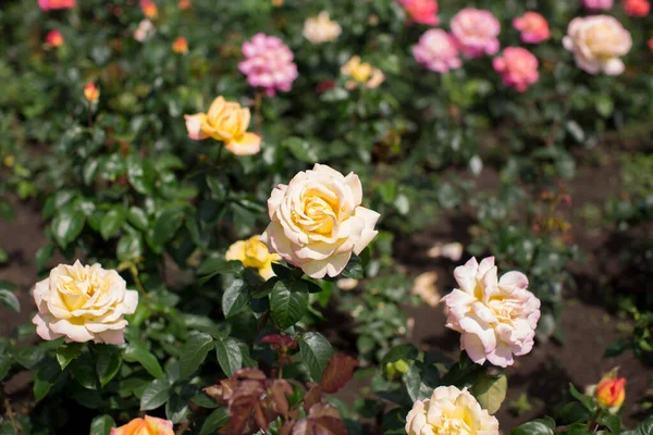 白色的玫瑰在一个小布什的花园里. — 图库照片