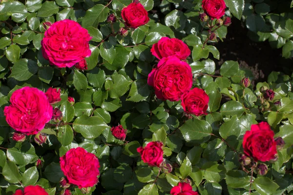 Rosa rossa in giardino su un cespuglio . — Foto Stock