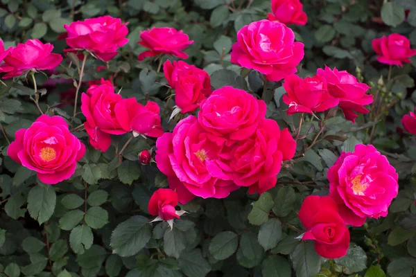 红玫瑰在小布什的花园里绽放. — 图库照片