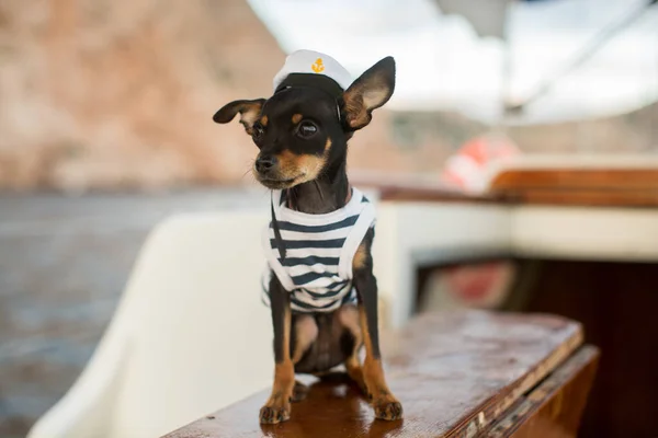 Cane in miniatura Pinscher cucciolo. Il capitano sullo yacht . — Foto Stock