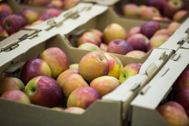 Süpermarkette kasalarda elmalar. Sağlıklı yiyecekler. Vitaminler.