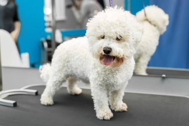 Köpek Bichon Frise veteriner kliniğinde bir masanın üzerinde duruyor..