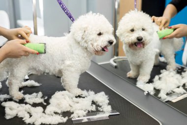 Groomer elektrikli saç makasıyla küçük bir köpek Bichon Frise 'i buduyor. Köpek kuaföründe saç kesen köpek Bichon Frise. Hayvanların kuaförü..