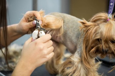 Profesyonel hayvan tımar uzmanı veteriner kliniğinde köpek tırnaklarını makasla kesiyor. Bakım salonunda köpeğe bakıyor. Yorkshire teriyeri köpek pençelerini veteriner dolabında kesmek için meme uçları..