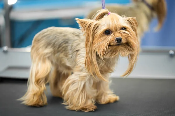 Cute little yorkshire terrier puppy on the table in grooming salon at vet clinic.Take care of dog in professional groomer studio.Funny small dog looks in the camera. — Stock Photo, Image
