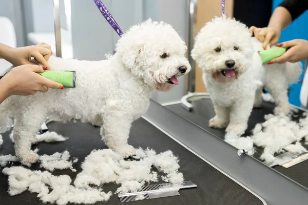 Groomer elektrikli saç makasıyla küçük bir köpek Bichon Frise 'i buduyor. Köpek kuaföründe saç kesen köpek Bichon Frise. Hayvanların kuaförü..