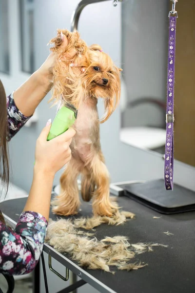 Tierarzt beim Trimmen eines yorkshire Terriers mit einem Haarschneider in einer Tierklinik. Putzfrau frisiert Yorkshire Terrier auf dem Tisch für die Pflege im Schönheitssalon für Hunde. — Stockfoto