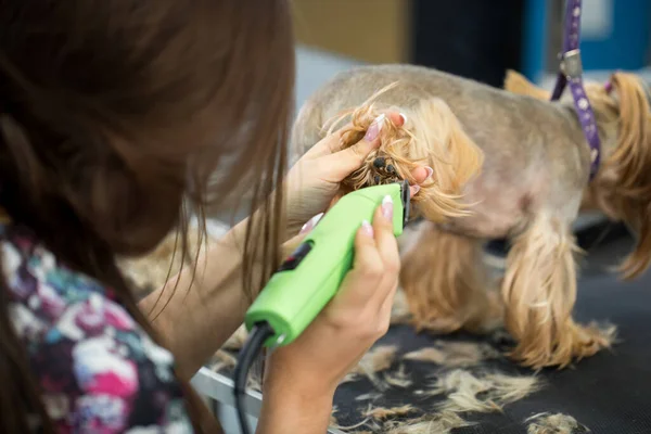 Vétérinaire tailler un terrier yorkshire avec une tondeuse à cheveux dans une clinique vétérinaire. Femme toiletteuse coupe Yorkshire Terrier sur la table de toilettage dans le salon de beauté pour chiens . — Photo