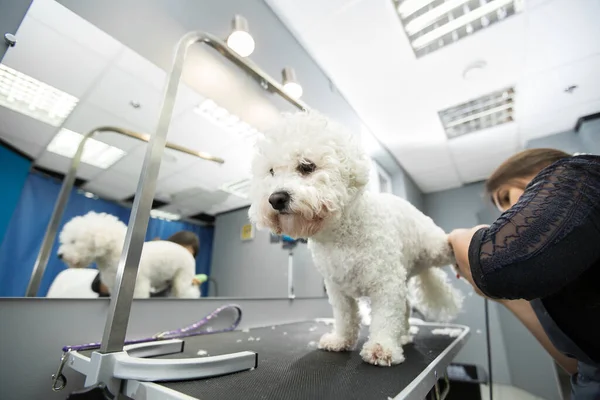 Groomer stříhání malého psa Bichon Frise s elektrickým střihačem vlasů. Stříhání vlasů v psí kadeřnici pes Bichon Frise. Kadeřník pro zvířata. — Stock fotografie