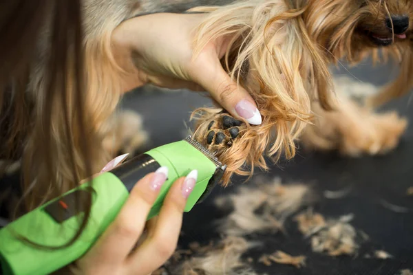 Vétérinaire tailler un terrier yorkshire avec une tondeuse à cheveux dans une clinique vétérinaire. Femme toiletteuse coupe Yorkshire Terrier sur la table de toilettage dans le salon de beauté pour chiens . — Photo