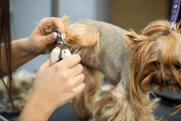 Professional animal groomer specialist cuts dogs nails with clipper scissors in vet clinic.Take care of dog in grooming salon.Nippers to cut yorkshire terrier puppy claws in veterinarian cabinet. — Stock Photo, Image