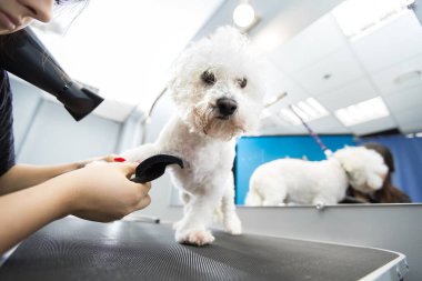 Veterinerlik veteriner kliniğinde saç kurutma makinası, yakın plan. Bichon Frise kuaförde saç kesimi ve köpek bakımı yapıyor..