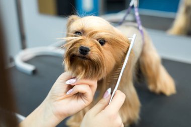 Tımar eden hayvanlar, tımar eden, kurutan ve şekillendiren köpekler, tarayan yünler. Bakım ustası kesikler ve traşlar, bir köpeğe bakar. Güzel Yorkshire Teriyeri.