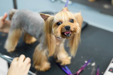 Saç kesimi yapan kadın Yorkshire Teriyeri köpekler için kuaför salonundaki tımar masasında. Tonlanmış görüntü. Bir köpeğin makasıyla son kırpma işlemi..