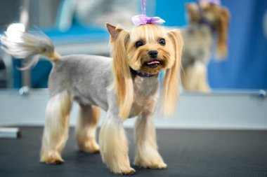 Saç tıraşından sonra Yorkshire Teriyeri. Komik küçük köpek kameraya bakar.