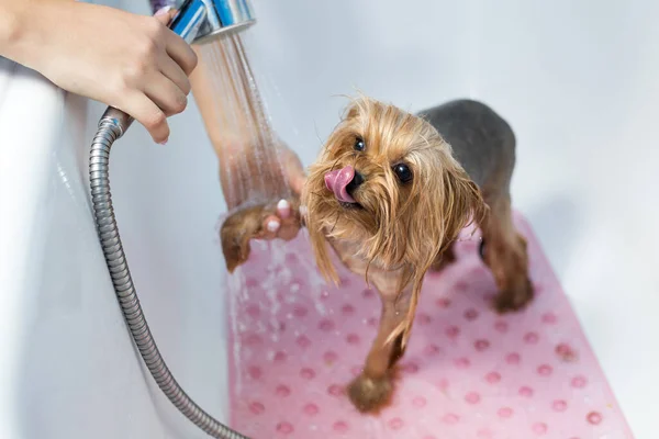 Yorkshire Terrier in the bathroom in the beauty salon for dogs. Care for yorkshire terriers close-up. Veterinarian. Groomer. Hairdresser for animals. — Stock Photo, Image
