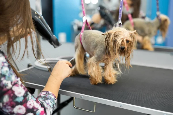 Vétérinaire sécher un cheveu Yorkshire terrier dans une clinique vétérinaire, gros plan . — Photo