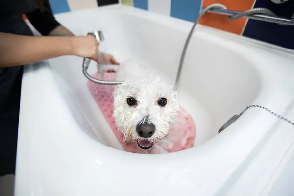 Köpeğini banyoda yıkayan bir kızın yakın plan fotoğrafı. Duştan üzerine su döküyor. Ağır çekim. Bichon Frise adında bir köpeğe bakar mısın? Veteriner. Tımarcı. Hayvanların kuaförü.