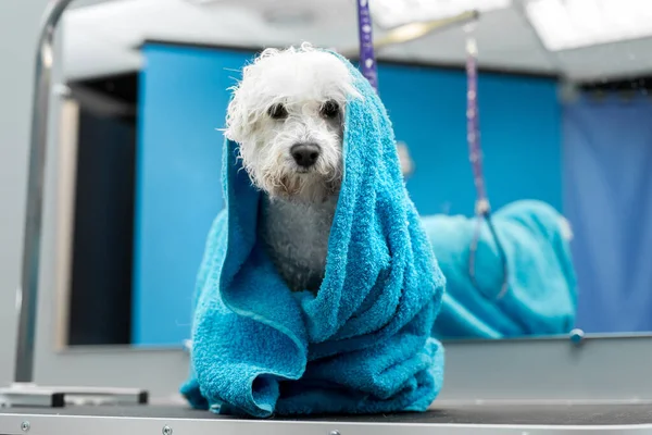 Veteriner kliniğindeki bir masada mavi havluya sarılı ıslak bir Bichon Frise 'nin yakın çekimi. Köpeklere bakar ve bakarsın. Kırpılmadan önce küçük bir köpek yıkandı, üşüyor ve titriyordu..