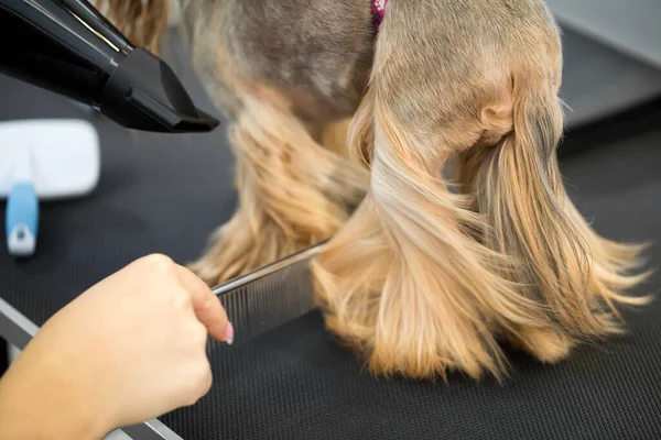 Περιποίηση των ζώων, περιποίηση, ξήρανση και styling σκυλιά, χτένισμα μαλλί. Καθαρίζει και ξυρίζει, νοιάζεται για ένα σκύλο. Όμορφη Yorkshire Terrier. — Φωτογραφία Αρχείου