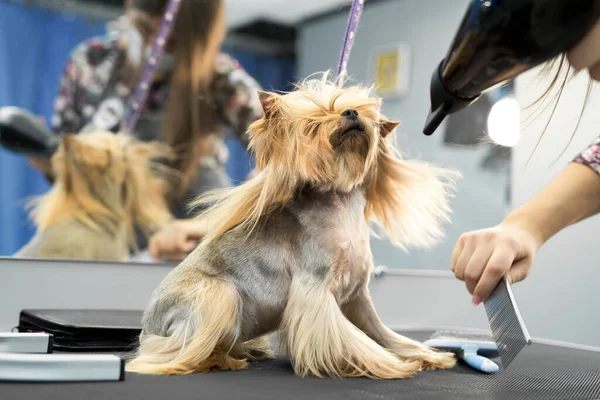 Grooming animals, grooming, drying and styling dogs, combing wool. Grooming master cuts and shaves, cares for a dog. Beautiful Yorkshire Terrier.