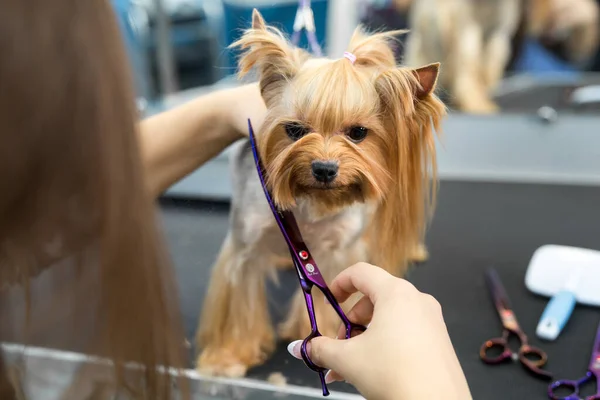 Saç kesimi yapan kadın Yorkshire Teriyeri köpekler için kuaför salonundaki tımar masasında. Tonlanmış görüntü. Bir köpeğin makasıyla son kırpma işlemi..