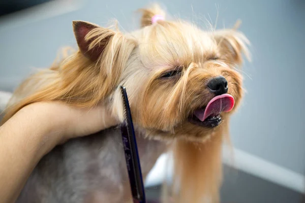 犬のための美容室で身づくろいのためのテーブルの上の女性グルーマーヘアカットヨークシャーテリア。トーン画像。はさみ付きの犬の毛の最終的なせん断のプロセス. — ストック写真