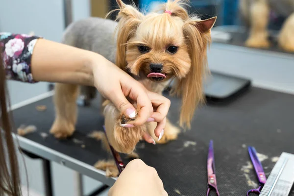 Female groomer haircut yorkshire terrier on the table for grooming in the beauty salon for dogs. Toned image. process of final shearing of a dogs hair with scissors. — Stock Photo, Image