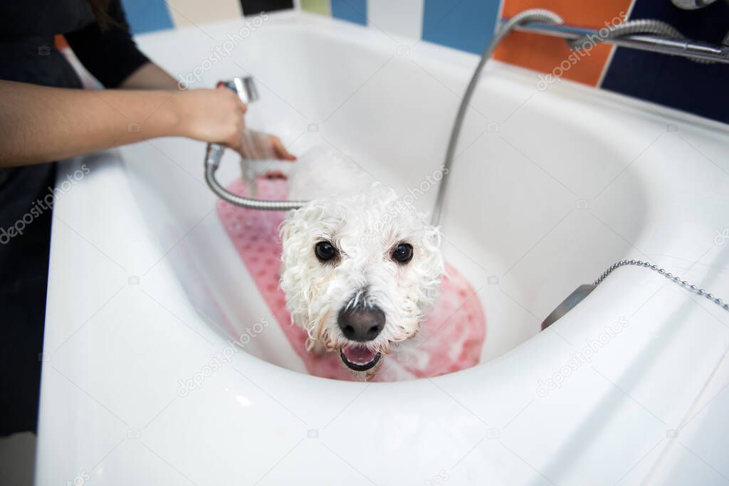 Close-up of a girl bathing her dog in the bathroom, she pours water on her from the shower. Slow motion. Care for a dog Bichon Frise, close-up. Veterinarian. Groomer. Hairdresser for animals