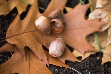 Palamut ve kuru meşe yaprağının birleşimi sonbahar ormanında yerde..