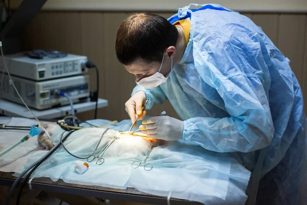 Állatorvosok végeznek műtétet az állaton a klinikán. — Stock Fotó