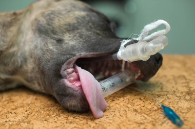 Klinikte ameliyattan önce köpek anestezi altındaydı..