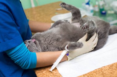 Veteriner klinikteki bir kedi vasıtasıyla sonda yerleştiriyor..