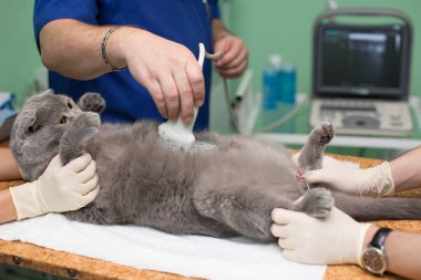 Veteriner klinikte ultrason yapıyor..