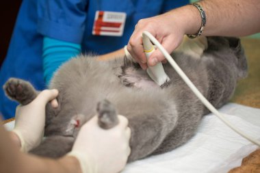 Veteriner klinikte ultrason yapıyor..