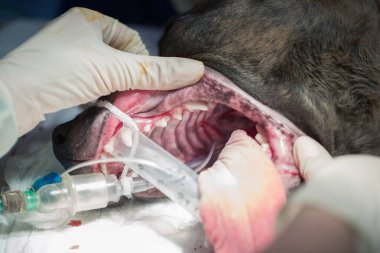 veteriner ameliyat sırasında köpeklerin dişlerini kontrol eder..