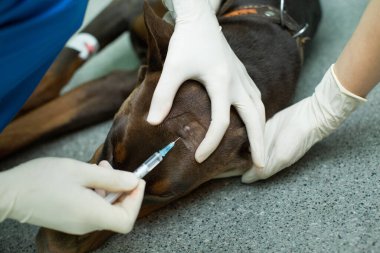 Veteriner, baş köpek Doberman 'a iğne yapıyor..