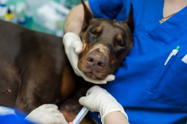Doberman 'ın veteriner muayenesi. Ameliyat için hazırlama.