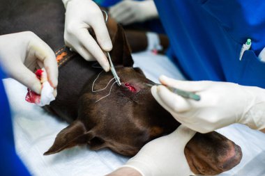 Veteriner cerrahı köpek doberman ameliyatını gerçekleştirir..