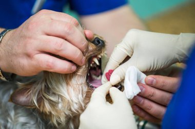 Veteriner ameliyatı, anestezi solunum devresini köpek ağzına ayarlamak.