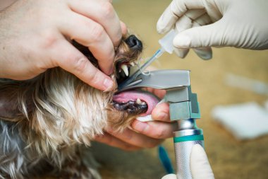 Veteriner ameliyatı, anestezi solunum devresini köpek ağzına ayarlamak..