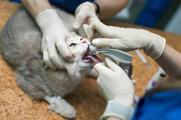 Veterinární chirurgie, uvedení anestezie dýchací okruh nastaven na ústa kočky. — Stock fotografie