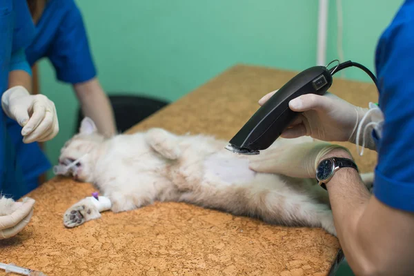 Veterinární lékař připravuje kočku tím, že jí holí žaludek před operací. — Stock fotografie