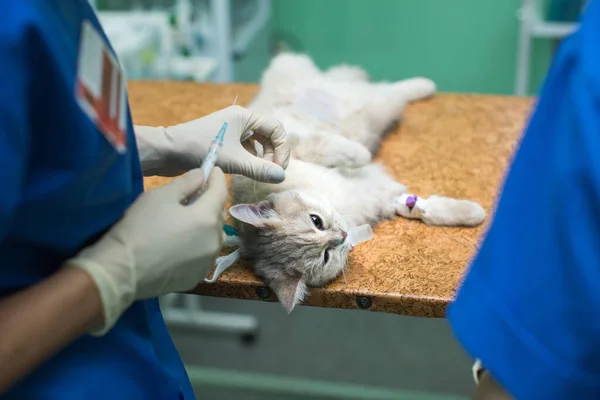 Veterinární chirurgie, uvedení anestezie dýchací okruh nastaven na ústa kočky. — Stock fotografie