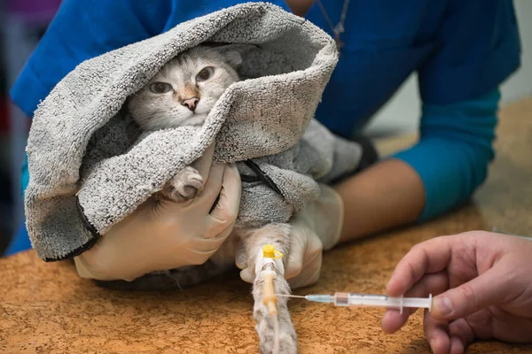 Ветеринар робить ін'єкцію кішці в катетері . — стокове фото