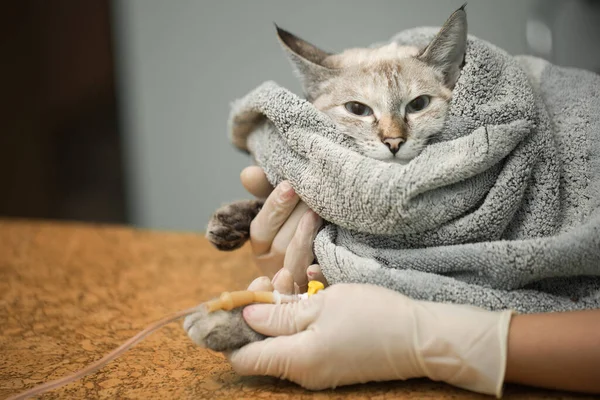 Veterinair plaatsen van een katheter via een kat in de kliniek. — Stockfoto